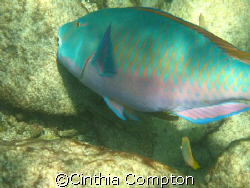 This Parrot fish photo was taken while on a snorkeling to... by Cinthia Compton 